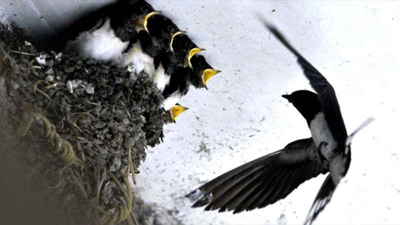 Pajak Sarang Burung Walet Kembali Merosot