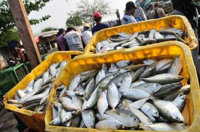 Menkeu Soroti Sektor yang Minim Kontribusi Pajaknya