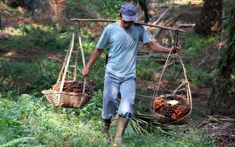 Kepatuhan Pajak Rendah, Industri Sawit Perlu Evaluasi