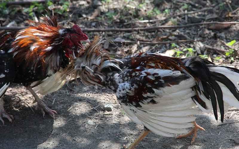 Judi Sabung Ayam Online Dilegalkan, Kena Pajak 5%