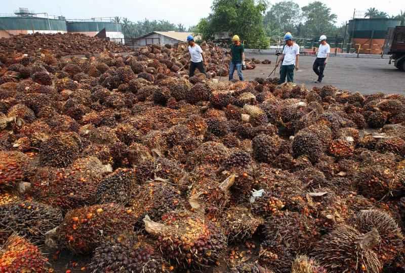 Pajak Tambahan CPO Dibatalkan