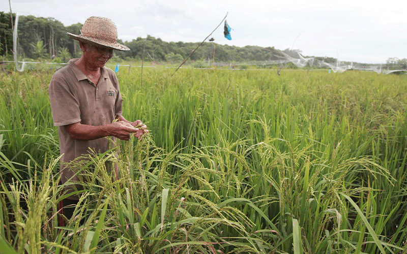 Bandung Berencana Bebaskan Lahan Pertanian dari Pajak, Ini Alasannya