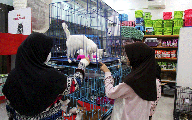 Bisnis Pet Shop Laris Manis, Kantor Pajak Mulai Sisir Omzetnya