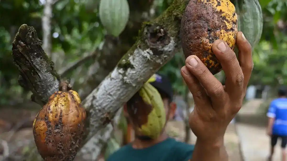 BPDPKS Turut Kelola Kakao dan Kelapa, Ada Pungutan Ekspor?