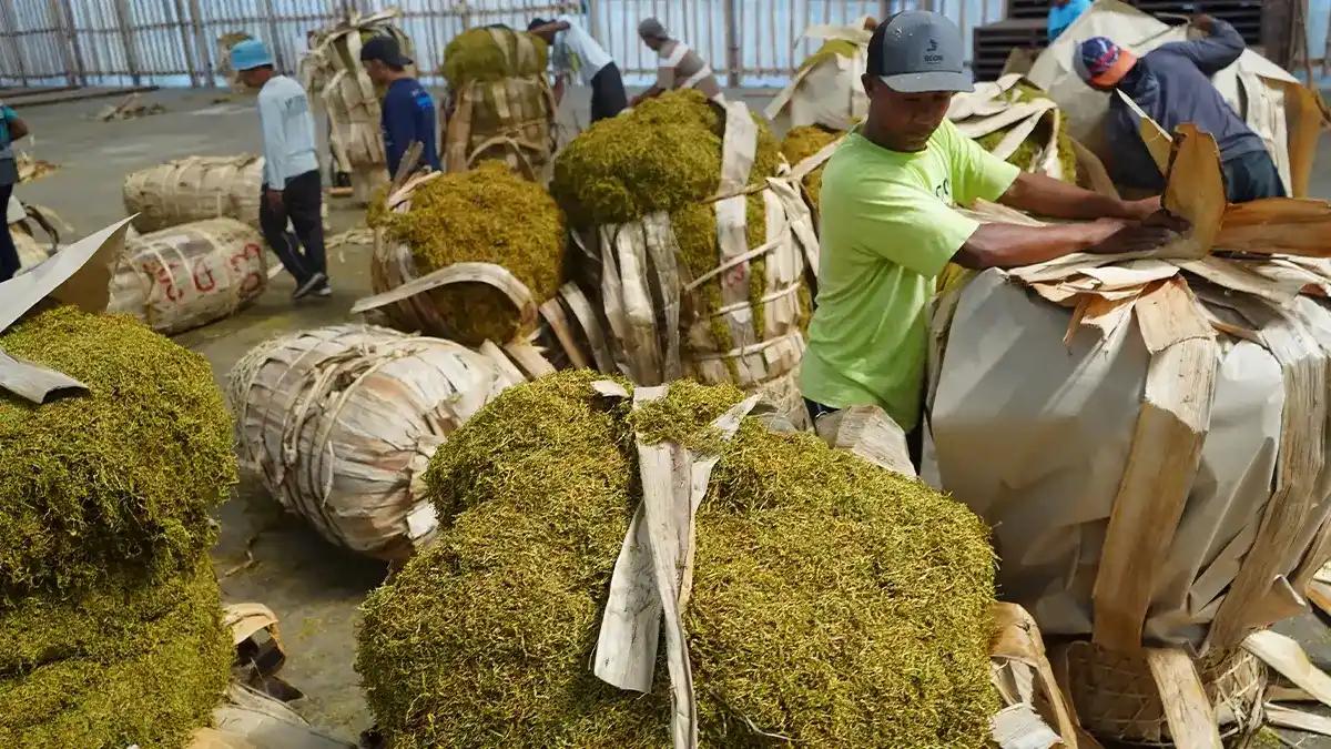 Kemenkes Godok Aturan Tembakau-Rokok Elektrik, Cukai Jadi Pertimbangan