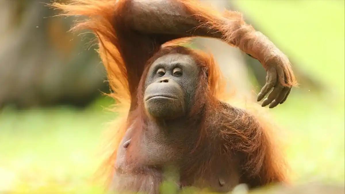 Malaysia Beri Insentif Pajak untuk Para Donatur Konservasi Orangutan