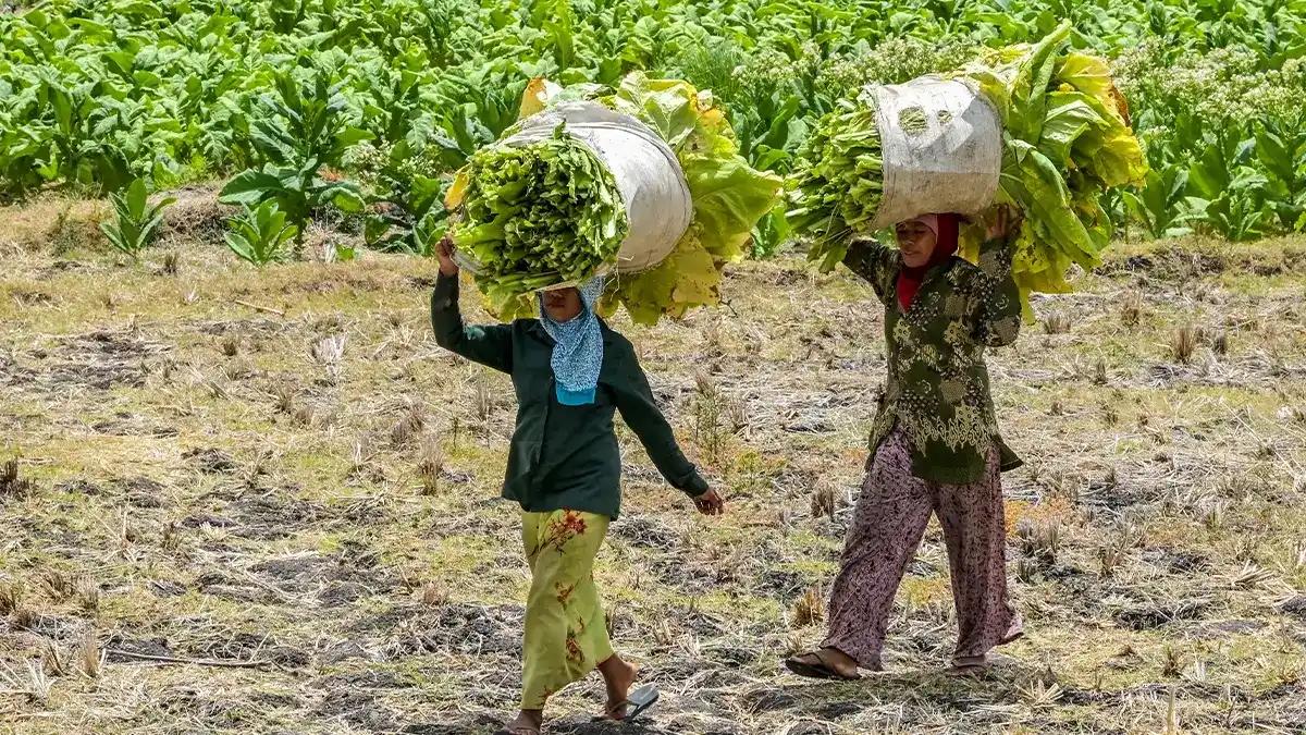 Pemerintah Perlu Pastikan Manfaat Dana Bagi Hasil CHT Dirasakan Petani