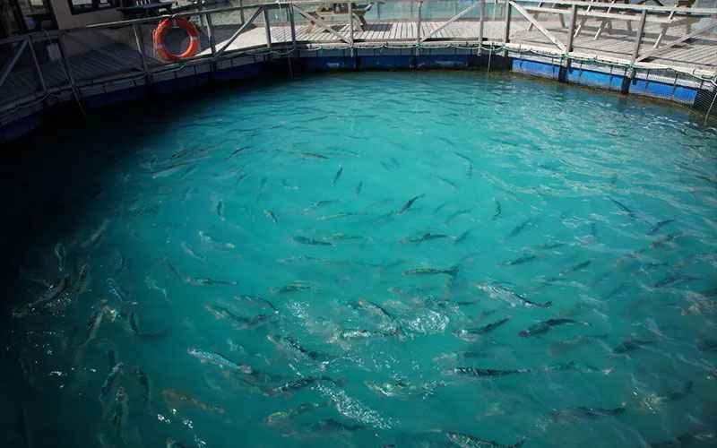 Profit Margin Petani Ikan Membesar, Otoritas Ini Usulkan Pajak Salmon