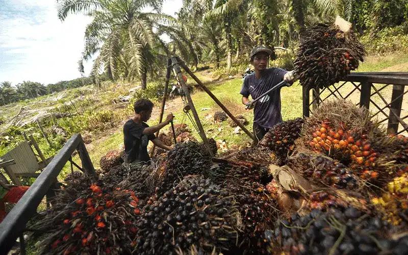 Sri Mulyani Beberkan Realisasi PNBP Hampir Capai Target 100%