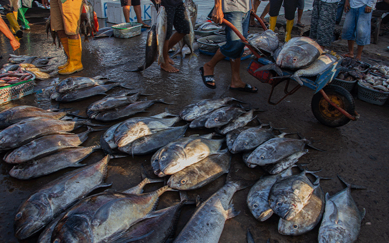 Tangkapan Ikan Naik dan Rumahnya Mewah, Banyak Nelayan Belum Lapor SPT