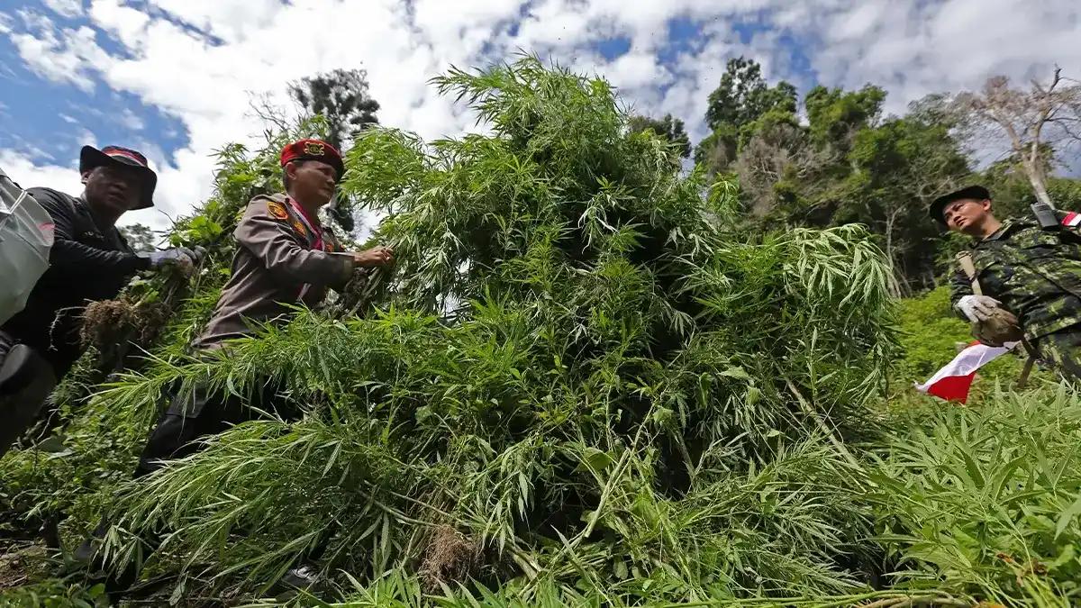 Waduh! DJBC dan Tim Gabungan Temukan Ladang Ganja di Perbatasan RI