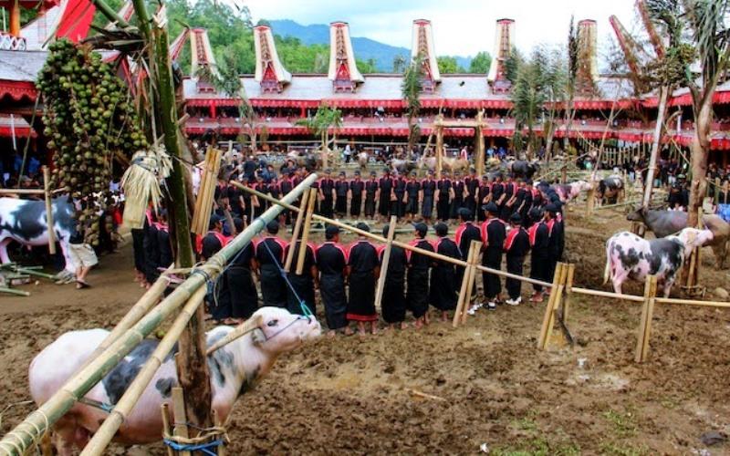 Kejar PAD, Pesta Adat Pemakaman Toraja Bakal Dipajaki