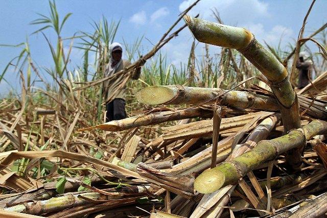 Petani Tebu Batal Kena PPN Gula 10%