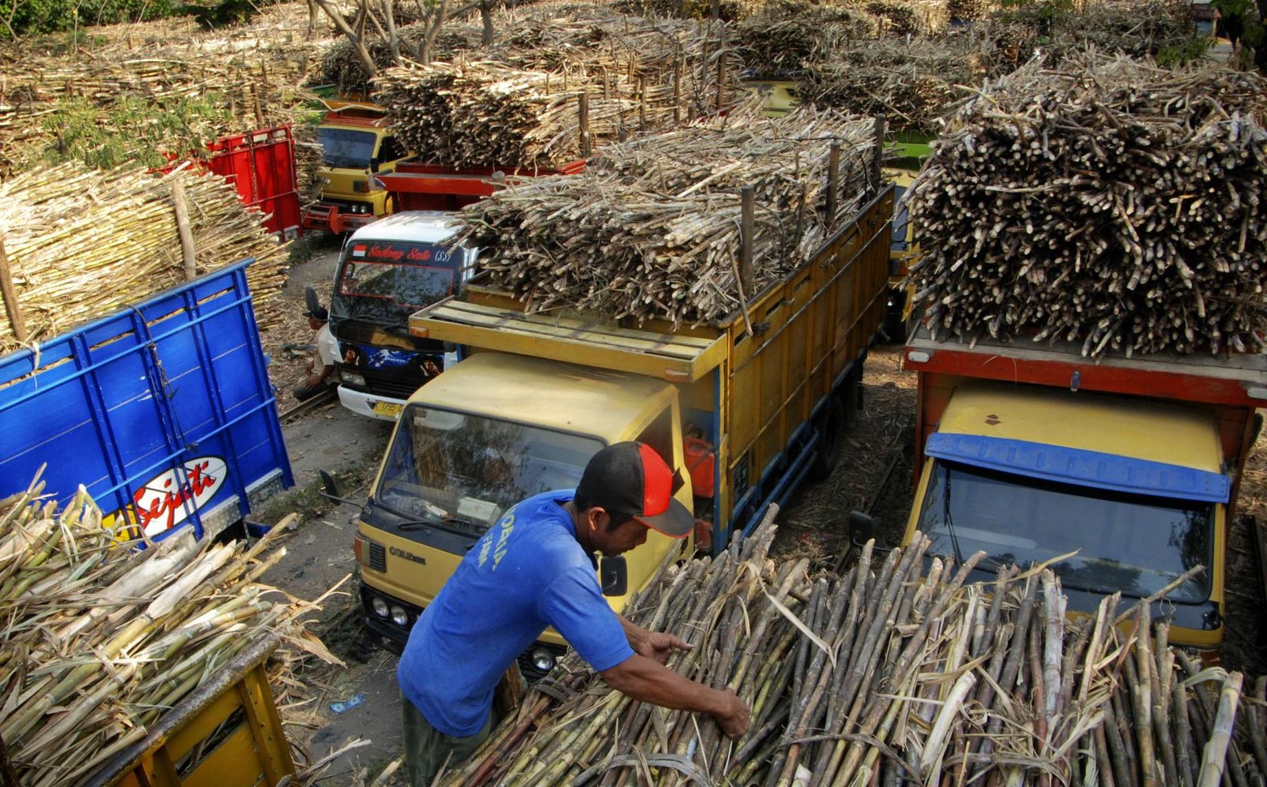  Petani Tebu Desak Pemerintah Cabut PPN 10% atas Gula Tebu