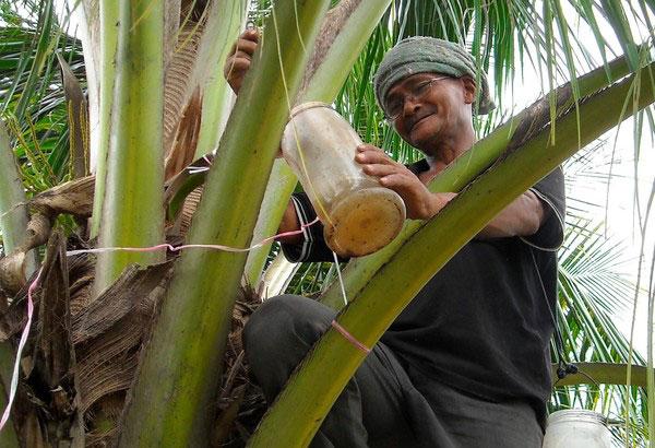  Siap-Siap Minuman Tuak Bakal Kena Pajak