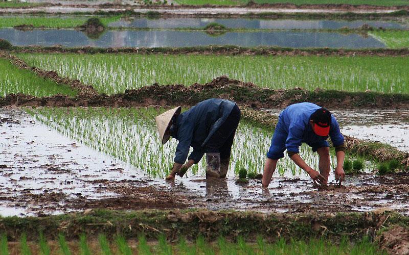 Pembebasan Pajak Lahan Pertanian akan Diperpanjang Hingga 2025