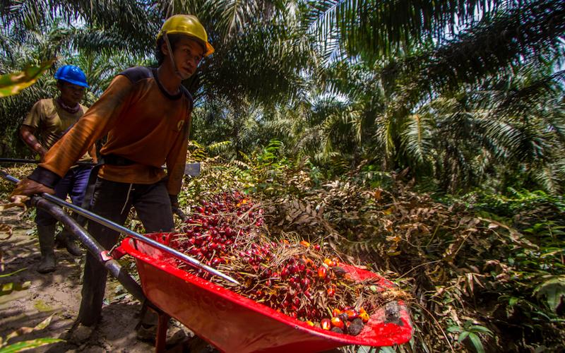 DBH Sawit Dirancang untuk Bantu Daerah Perbaiki Infrastrukturnya