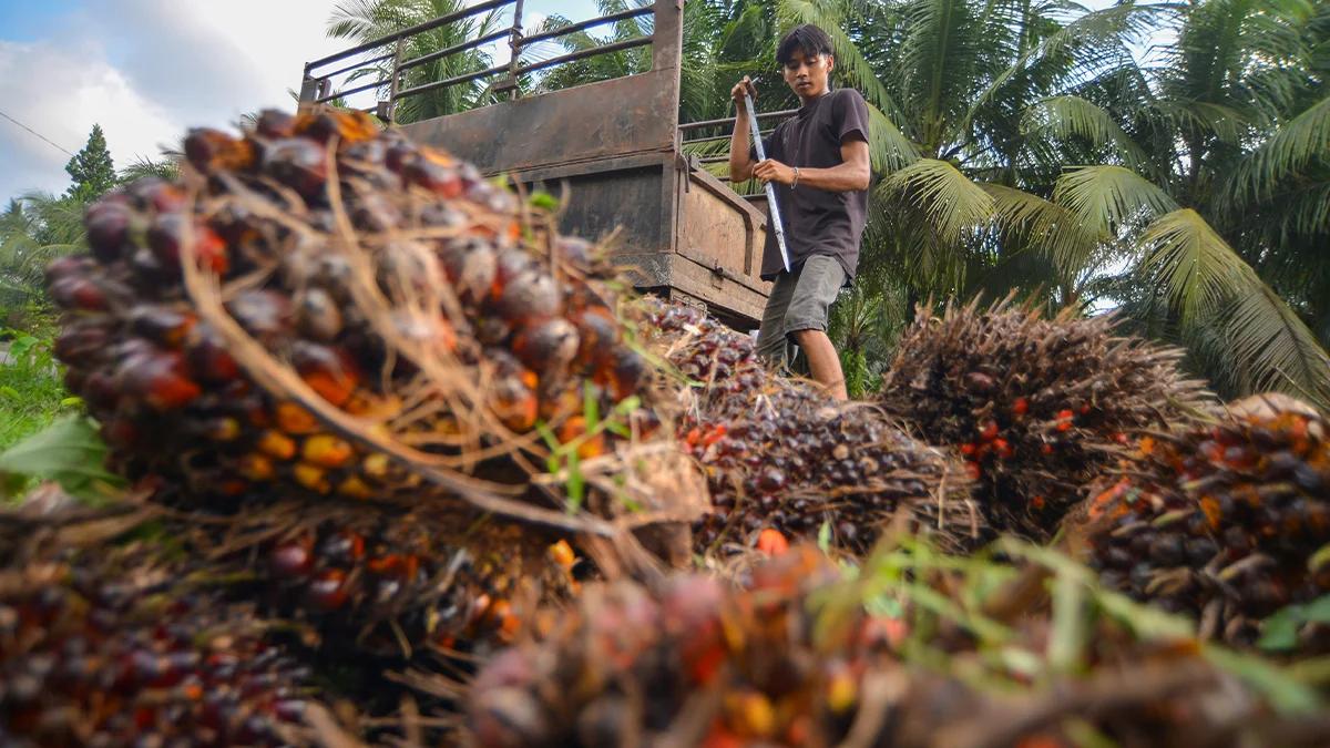 Harga Menguat Lagi, Tarif Bea Keluar CPO Jadi US$52 per MT Bulan Ini