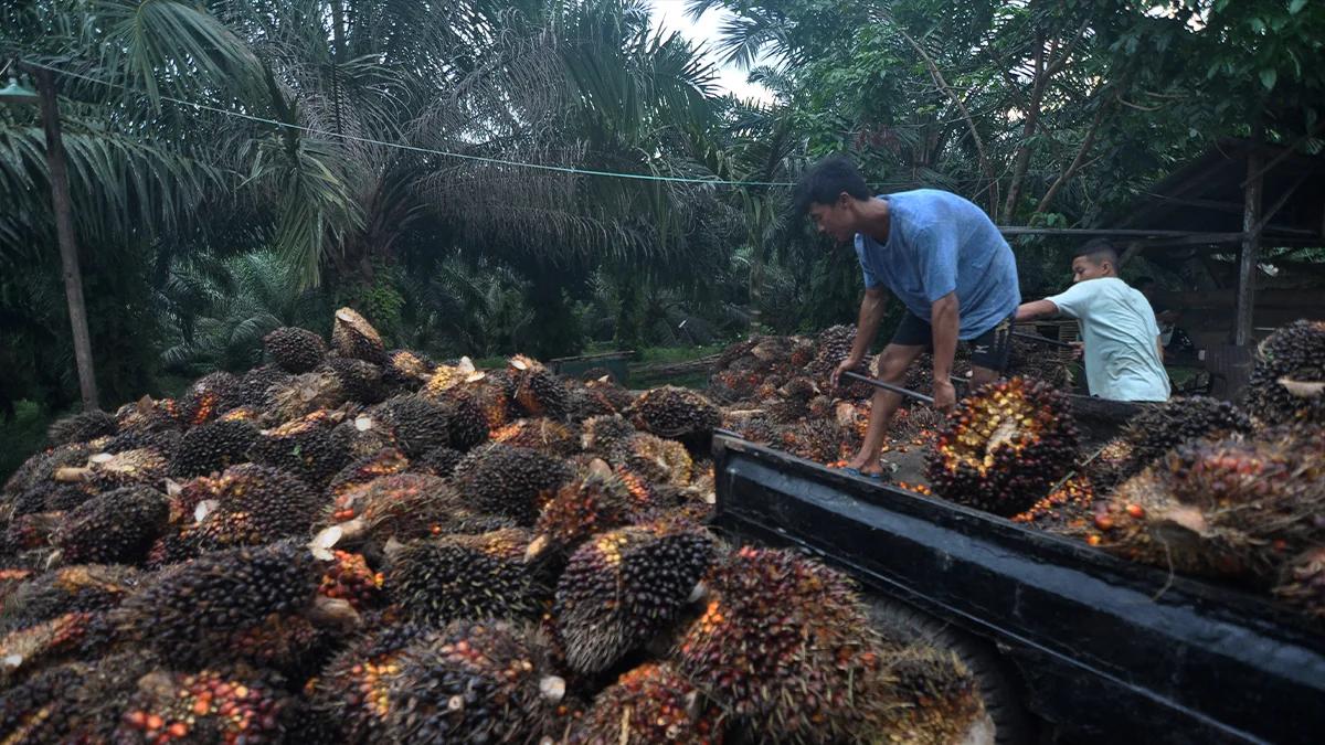 Harga Referensi Menguat, Tarif Bea Keluar CPO Tetap US$33 per Ton