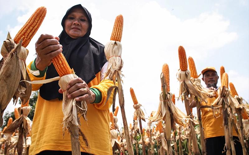 Jelang Panen Raya, Pemerintah Setop Impor Jagung