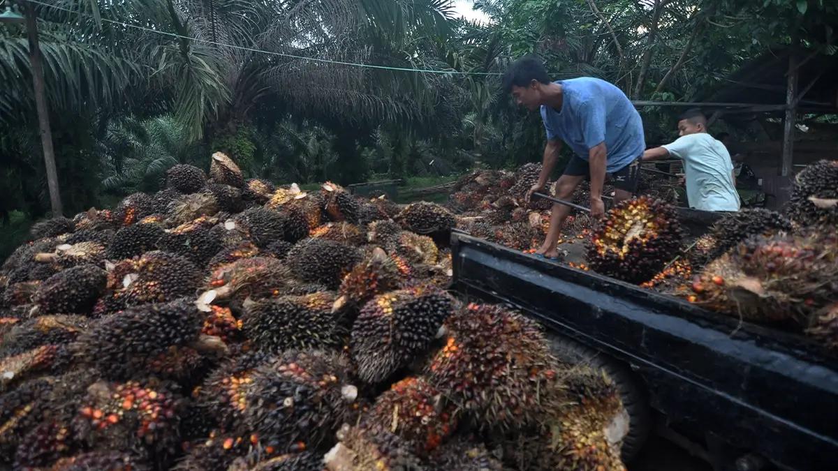 Kemendag Minta Pengusaha Kelapa Sawit Ramaikan Transaksi di Bursa CPO