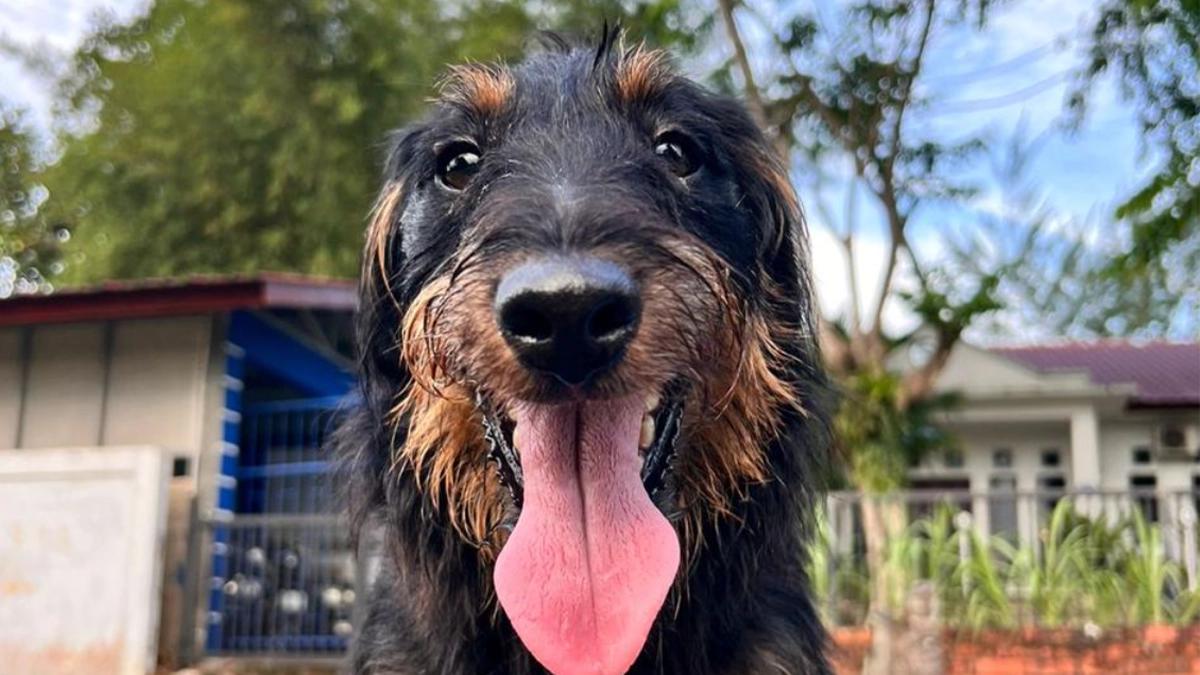 Kenalan Yuk Sama Joany, Anjing K-9 Bea Cukai yang Jago Endus Narkoba