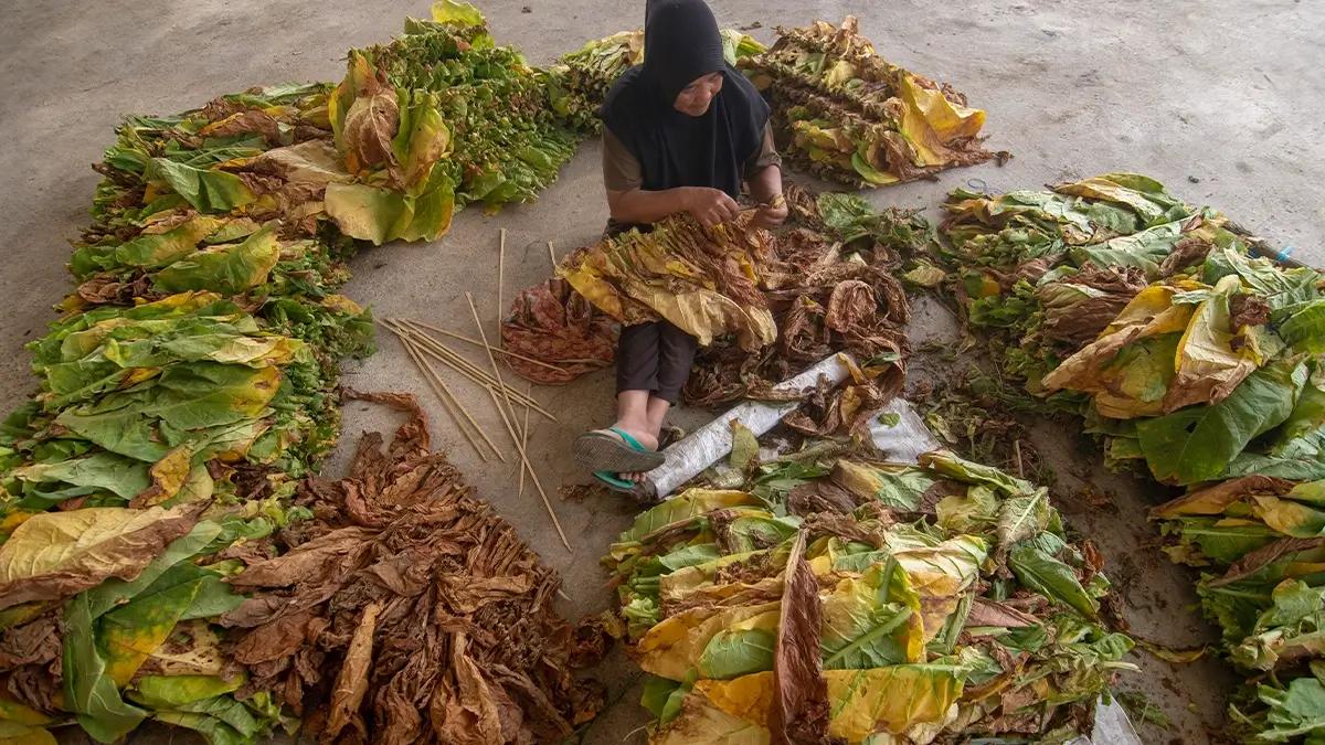 Kinerja CHT Mulai Tumbuh, Imbas Normalisasi Penundaan Pelunasan Cukai