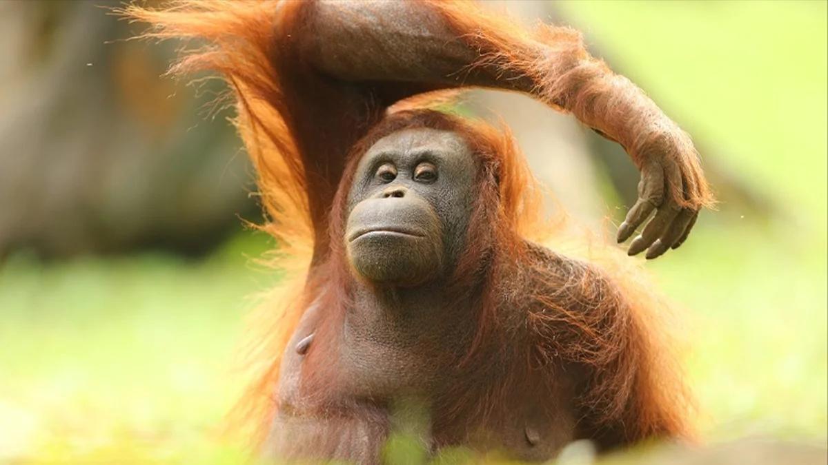 Malaysia Beri Insentif Pajak untuk Para Donatur Konservasi Orangutan