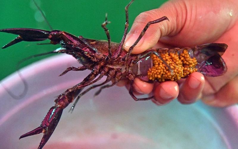 Wah! Bea Cukai Gagalkan Ekspor Benih Lobster Rp5,3 Miliar ke Singapura