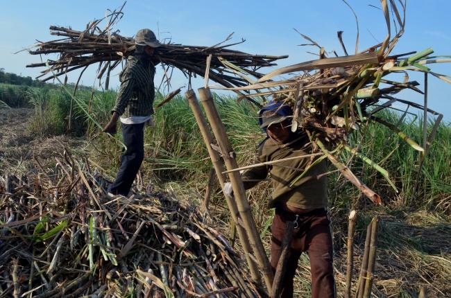 Soal PPN Gula Tebu, Ini Komentar Darmin