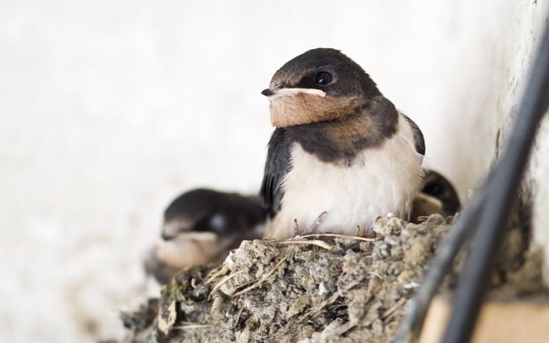 2019, Pajak Sarang Burung Walet Diusulkan Dihapus