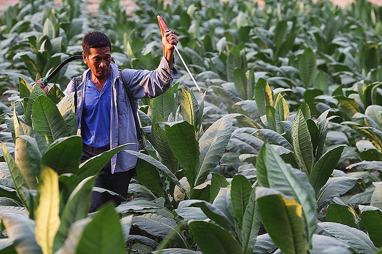 Kenaikan Cukai Tembakau Perbaiki Kualitas Hidup Petani