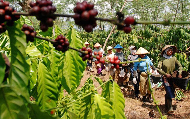 Sebanyak 23 Komoditas Perkebunan Diusulkan Bebas PPN