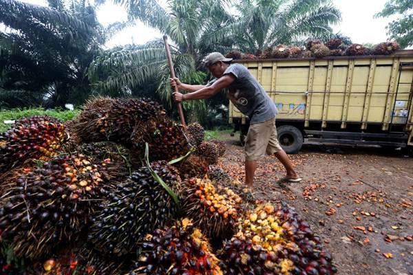 Duh, Insentif Pajak untuk CPO Dibatalkan