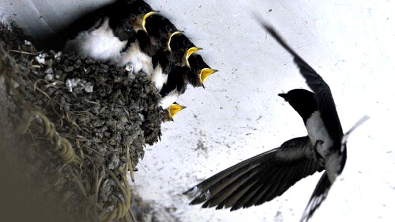 Genjot PAD, Pajak Sarang Burung Walet Dilirik