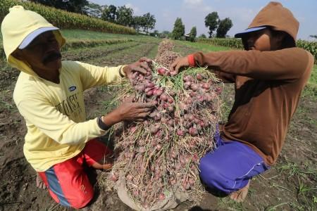  Aturan Baru PPN Barang Hasil Pertanian Tertentu, Industri Jadi Wapu