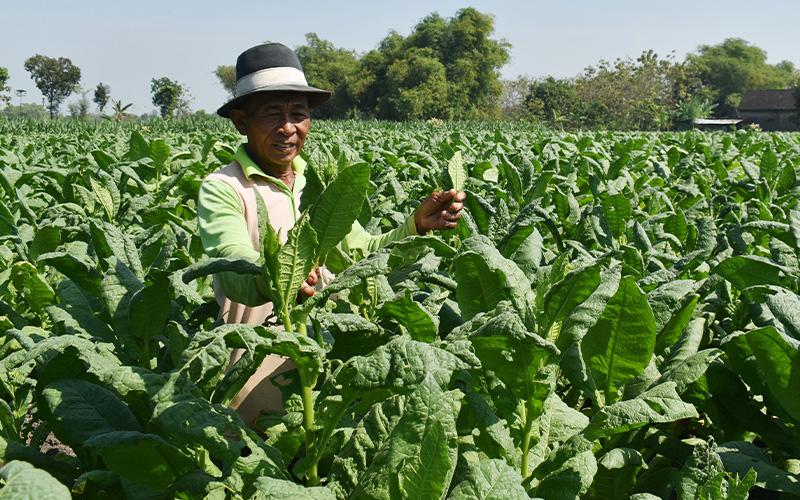 Bantu Petani dan Buruh, PMK Dana Bagi Hasil Cukai Rokok Bakal Direvisi