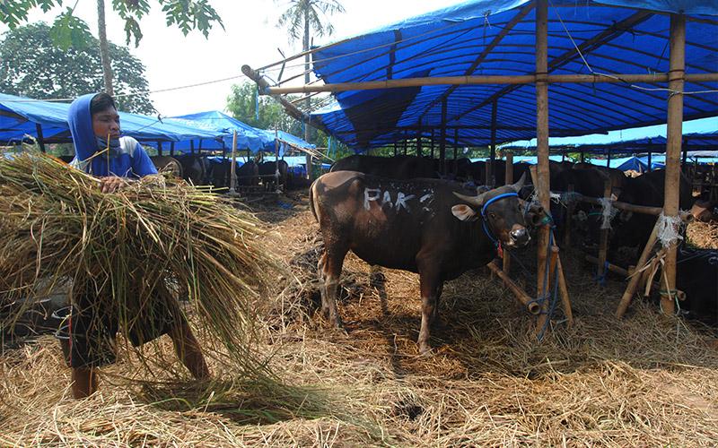 Iduladha 2021, Begini Aspek Pajak untuk Hewan Kurban