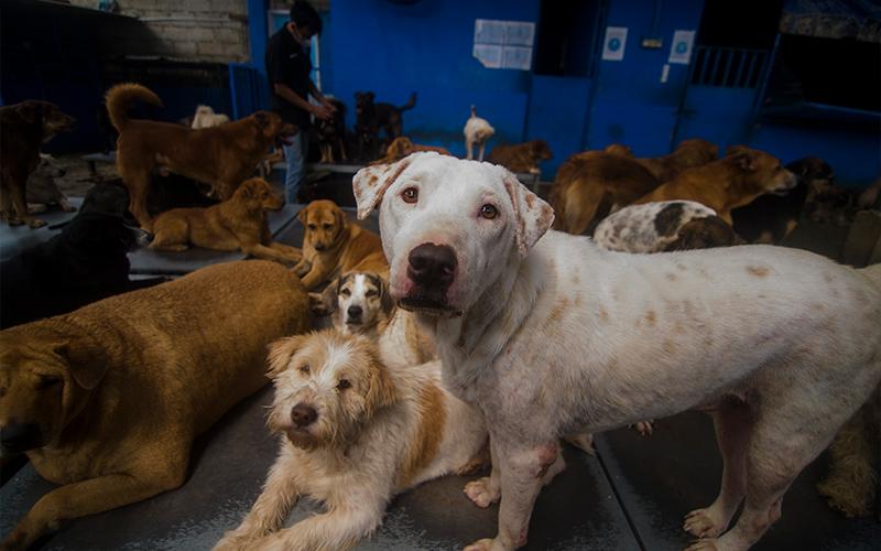 Simak, Sejarah Pajak Anjing di Indonesia